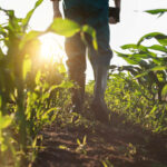 Low angle view at farmer feet in rubber boots walking along maize stalks